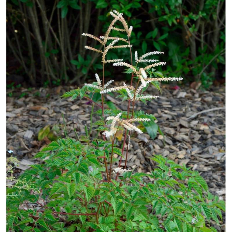 Wald Geißbart Bronze - Aruncus aethusifolius von Die Nr-01.de