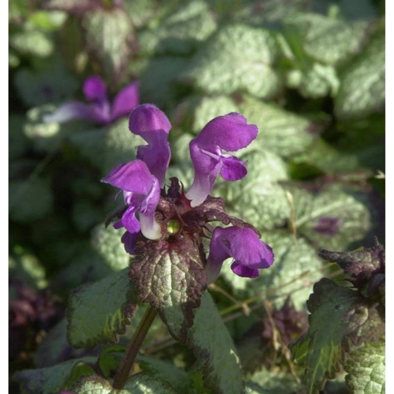 Waldnessel Beacon Silver - Lamium maculatum von Die Nr-01.de