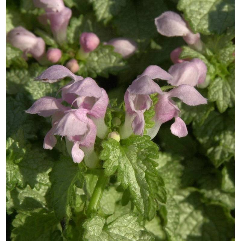 Waldnessel Shell Pink - Lamium maculatum Waldnessel Shell Pink - Lamium maculatum von Die Nr-01.de