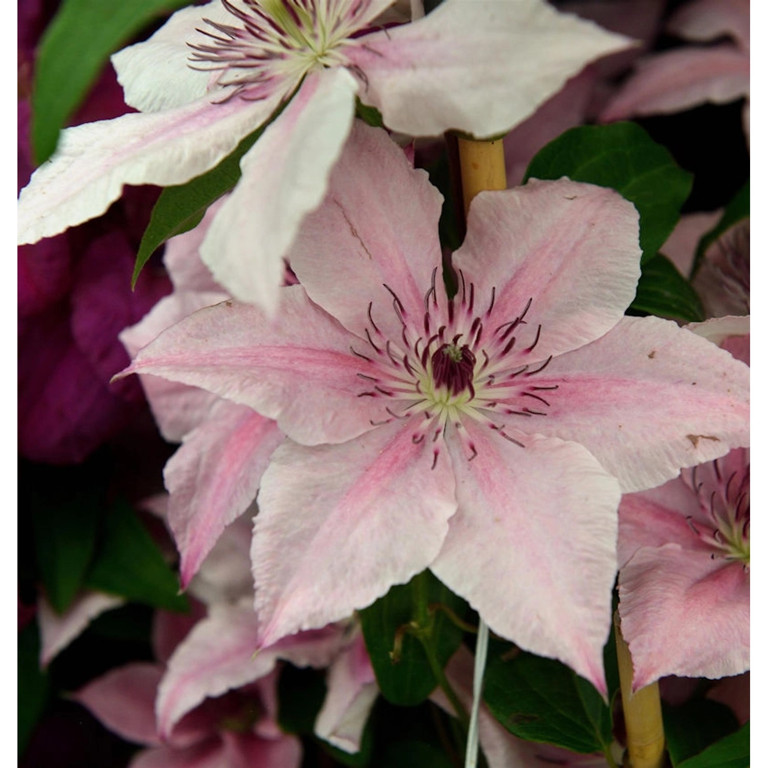 Waldrebe Pink Fantasy 60-80cm - Clematis Waldrebe Pink Fantasy 60-80cm - Clematis von Die Nr-01.de