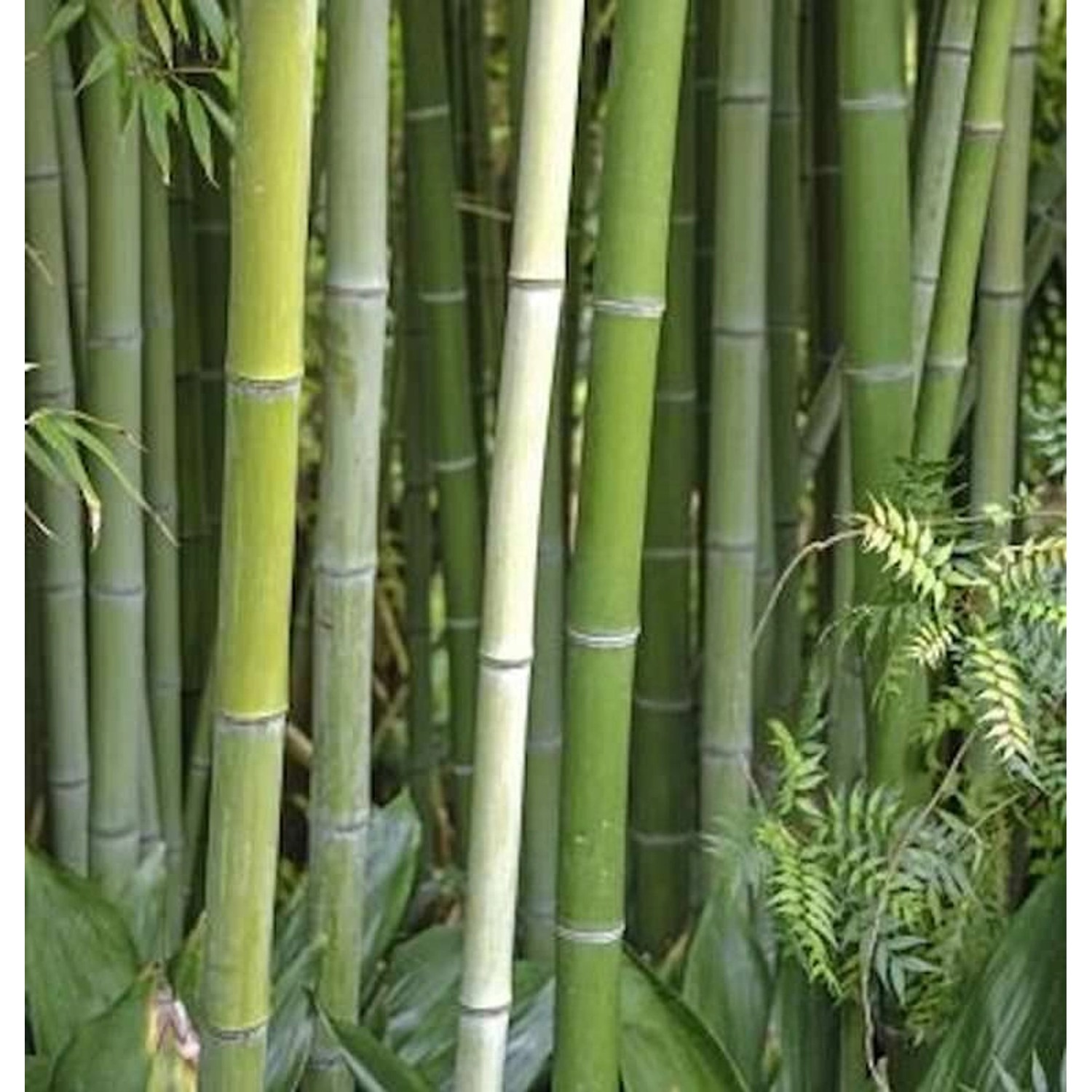 Wasser Bambus Green Perfume 100-125cm - Phyllostachys atrovaginata Wasser Bambus Green Perfume 100-125cm - Phyllostachys atrovaginata von Die Nr-01.de