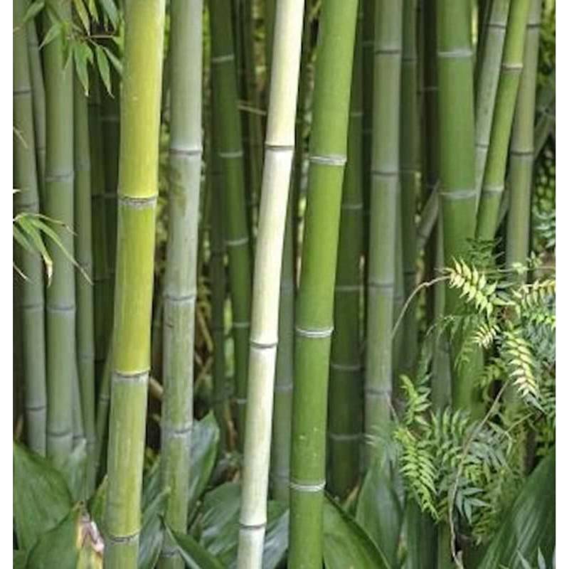 Wasser Bambus Green Perfume 100-125cm - Phyllostachys atrovaginata von Die Nr-01.de