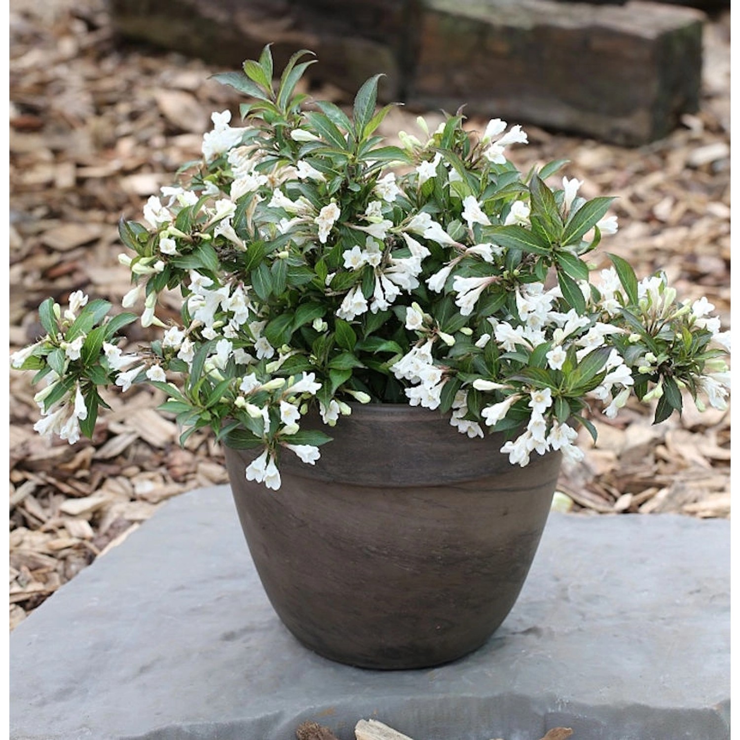 Weigelie Black and White 30-40cm - Weigela florida Weigelie Black and White 30-40cm - Weigela florida von Die Nr-01.de