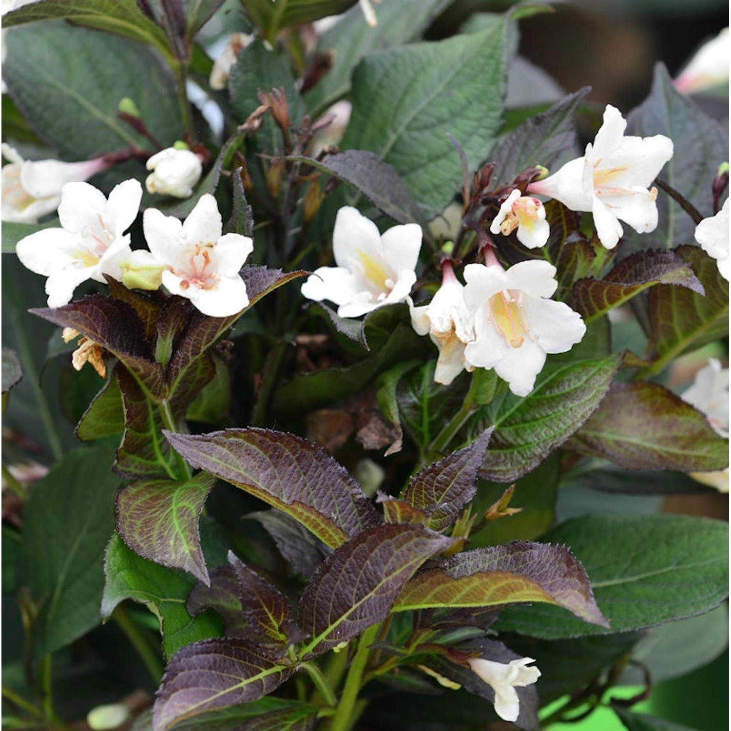 Weigelie Ebony und Ivory 40-60cm - Weigela florida Weigelie Ebony und Ivory 40-60cm - Weigela florida von Die Nr-01.de