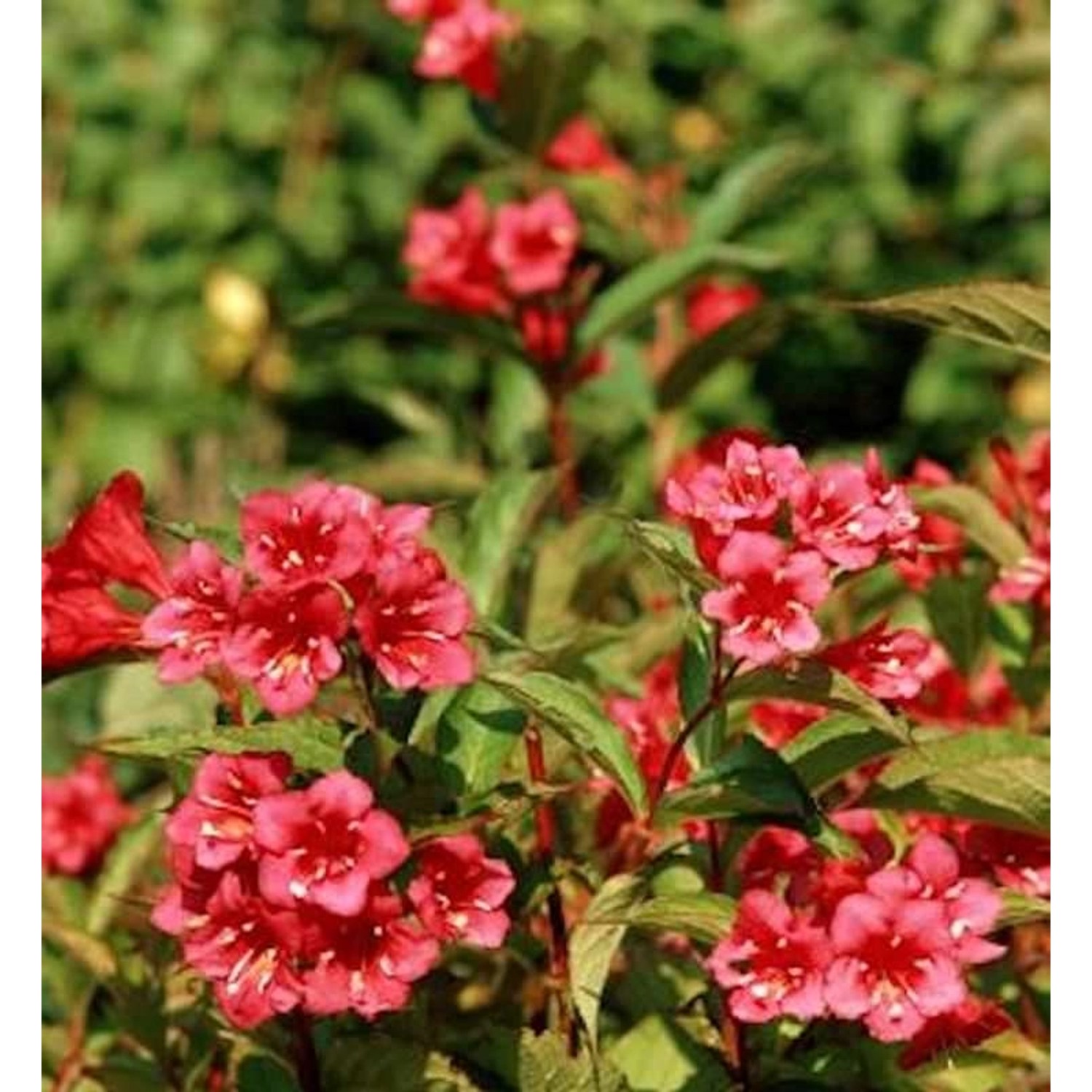 Weigelie Eva Rathke 100-125cm - Weigela Weigelie Eva Rathke 100-125cm - Weigela von Die Nr-01.de