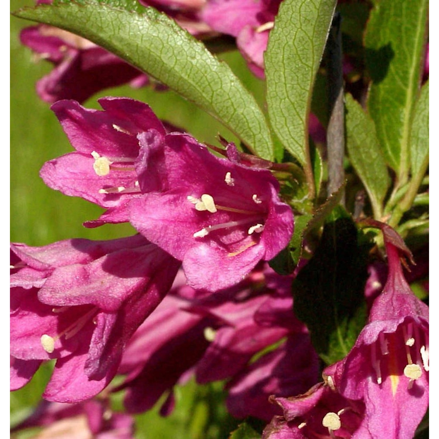 Weigelie Picobella Rosa 20-30cm - Weigela florida von Die Nr-01.de