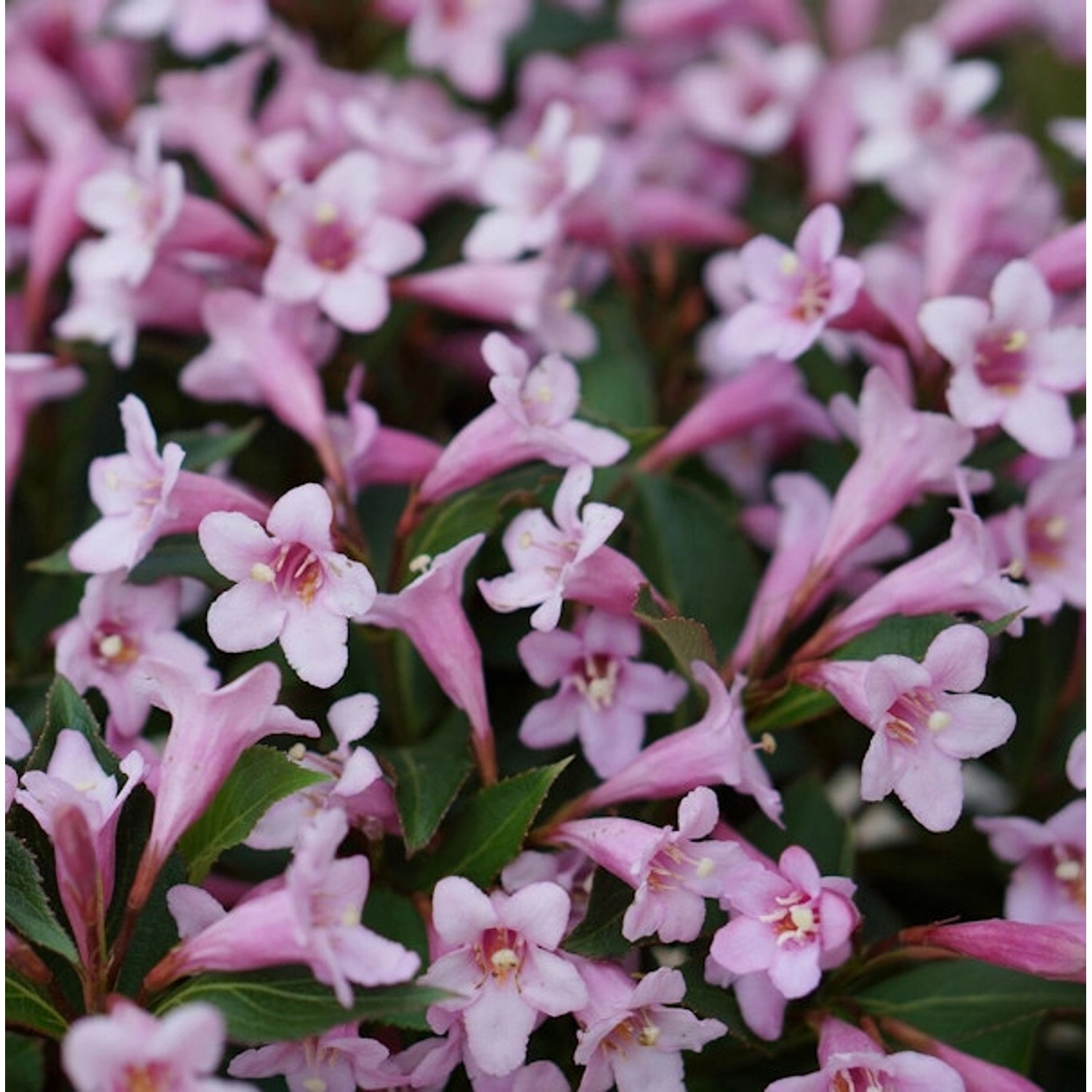 Weigelie Pink Poppet 30-40cm - Weigela florida Weigelie Pink Poppet 30-40cm - Weigela florida von Die Nr-01.de