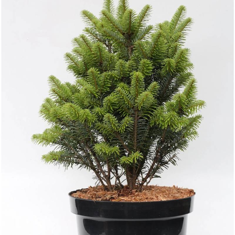 Weiß-Tanne Pyramidalis 40-50cm - Abies alba Pyramidalis von Die Nr-01.de