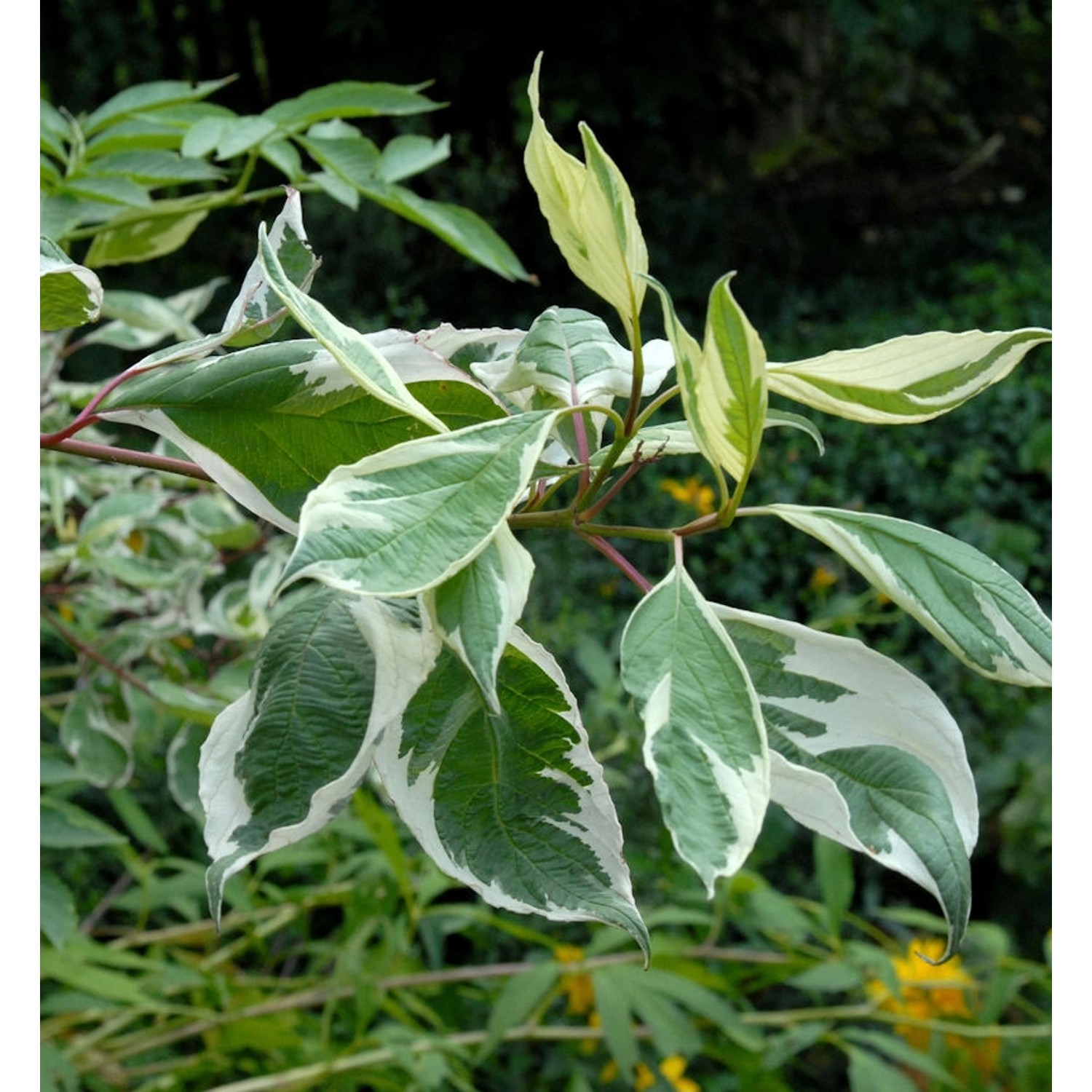 Weißbunter Hartriegel 40-60cm - Cornus alba Weißbunter Hartriegel 40-60cm - Cornus alba von Die Nr-01.de