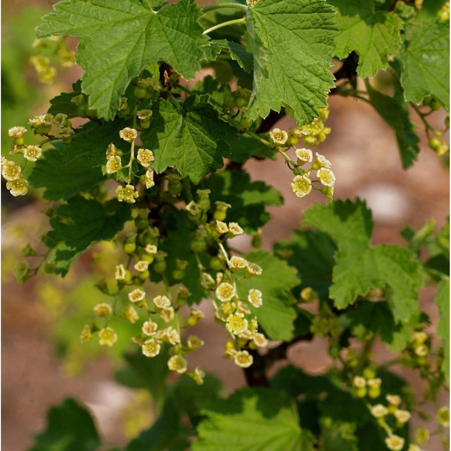 Weiße Johannisbeere Werdavia 40-60cm - Ribes rubrum Weiße Johannisbeere Werdavia 40-60cm - Ribes rubrum von Die Nr-01.de