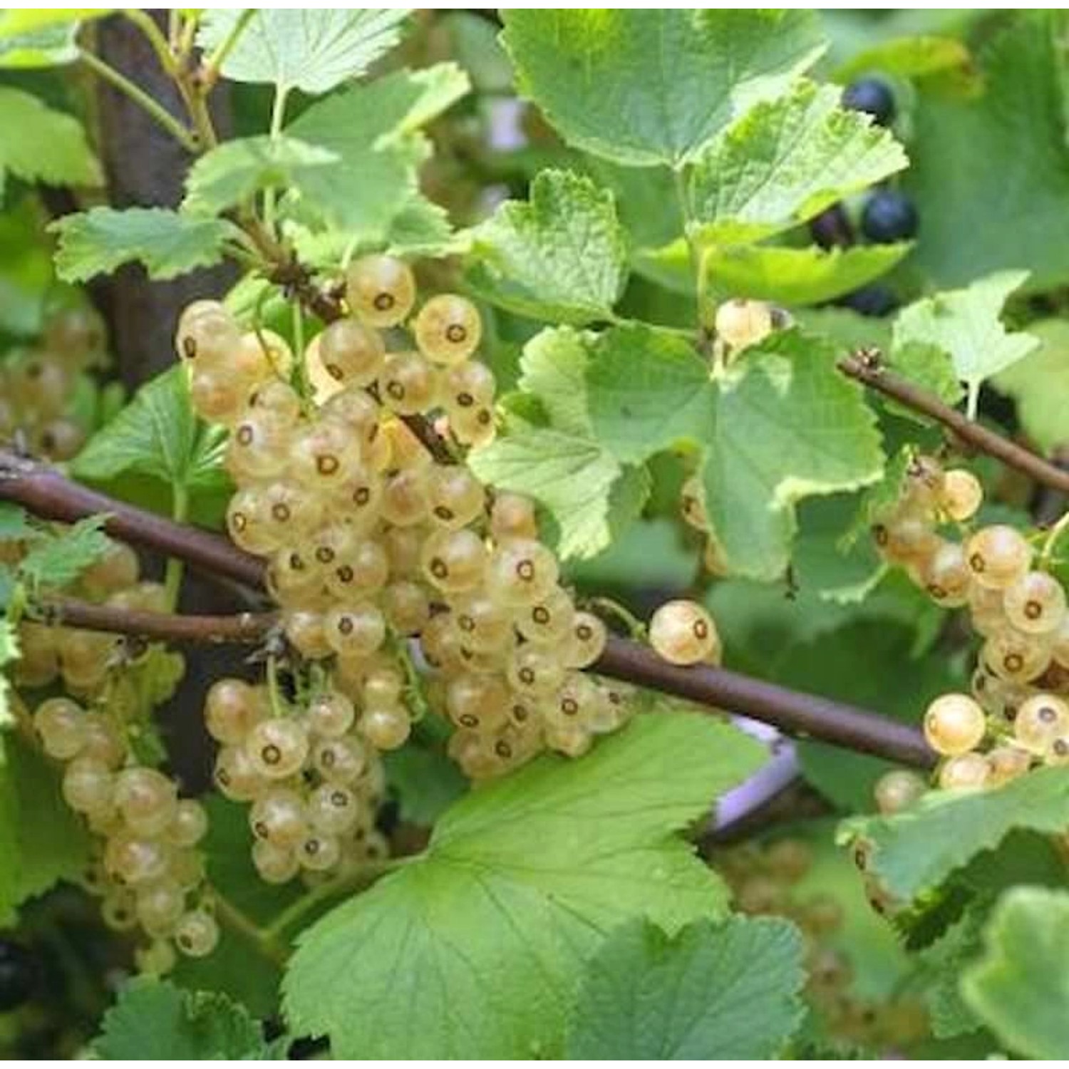 Weiße Johannisbeere Witte Hollander 40-60cm - Ribes rubrum Weiße Johannisbeere Witte Hollander 40-60cm - Ribes rubrum von Die Nr-01.de