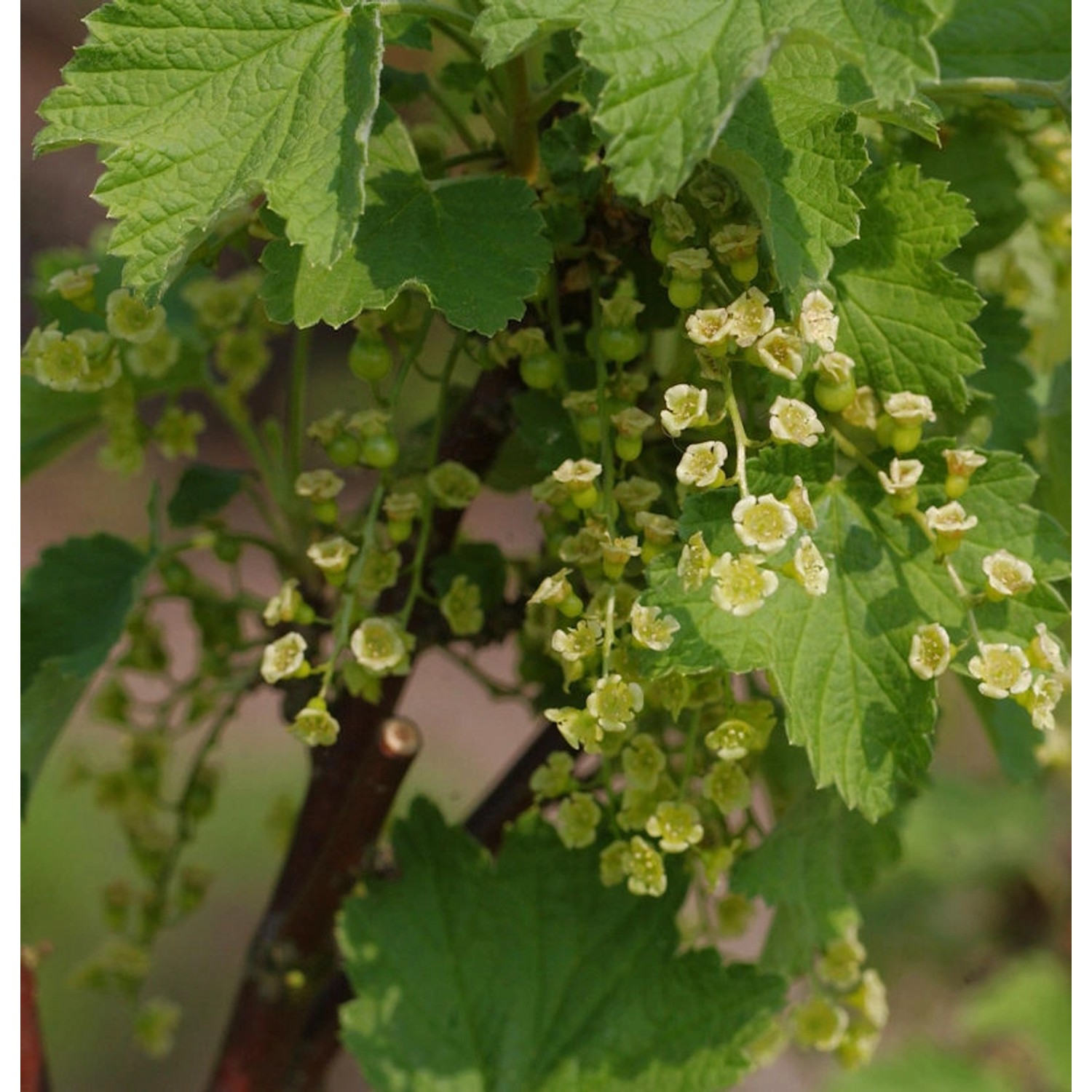 Weiße Johannisbeere Witte Parel 40-60cm - Ribes rubrum Weiße Johannisbeere Witte Parel 40-60cm - Ribes rubrum von Die Nr-01.de