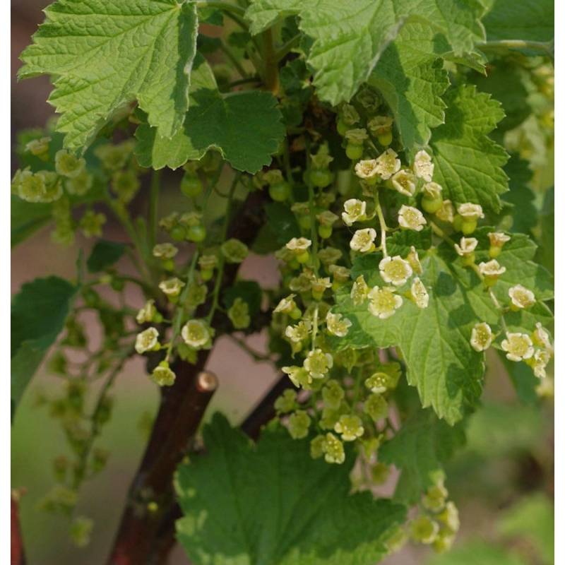 Weiße Johannisbeere Witte Parel 40-60cm - Ribes rubrum von Die Nr-01.de