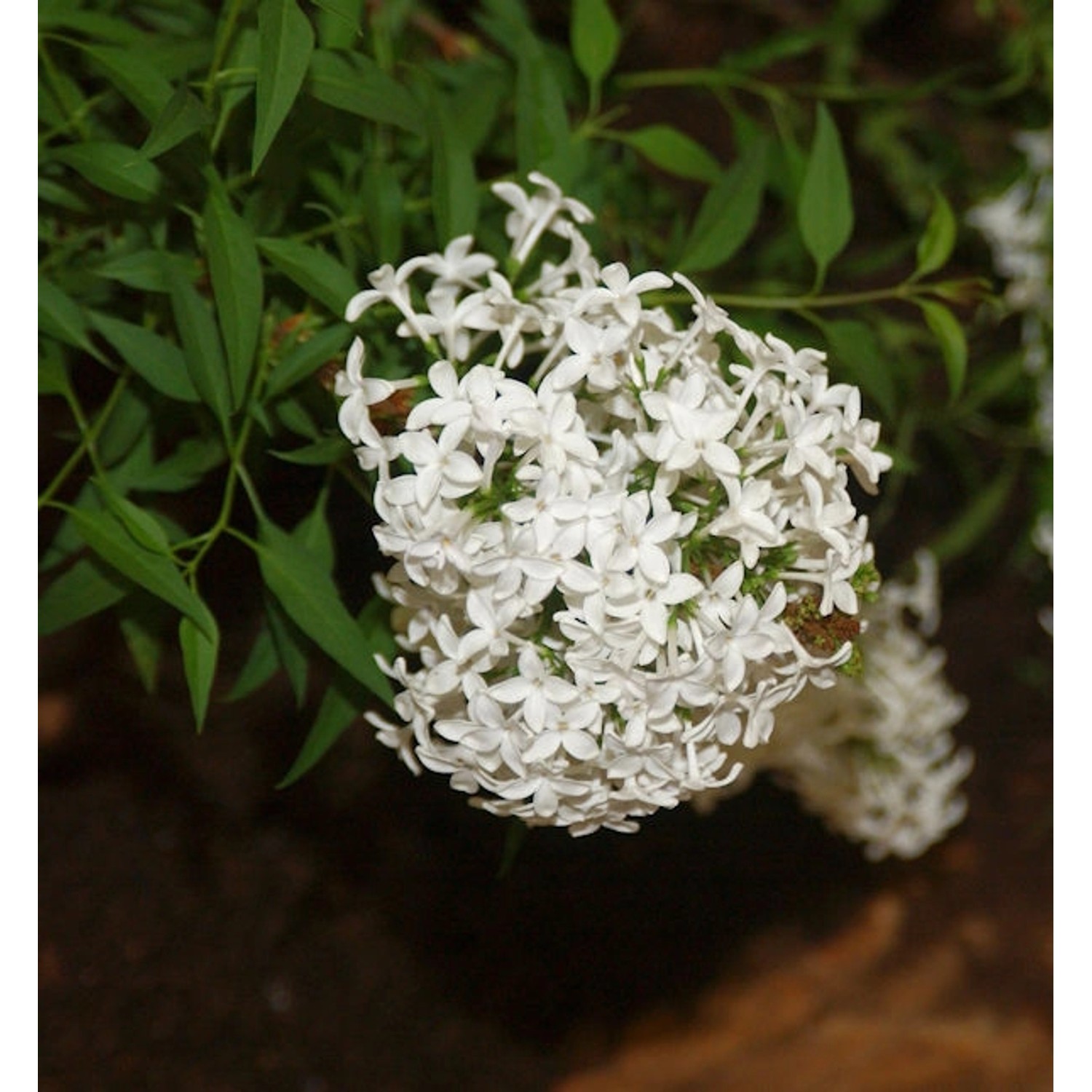 Weißer Persische Flieder 40-60cm - Syringa persica Weißer Persische Flieder 40-60cm - Syringa persica von Die Nr-01.de