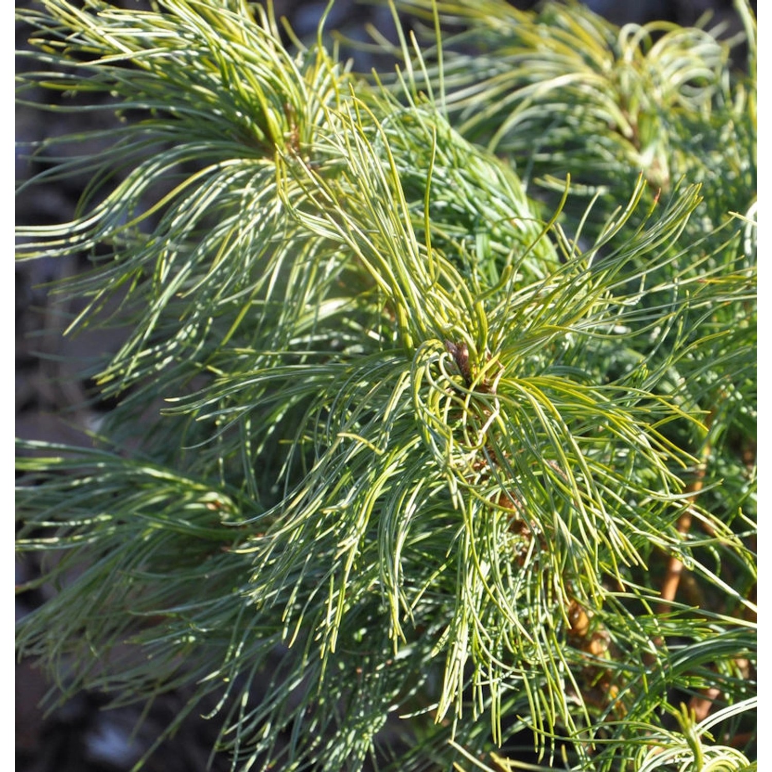 Weymouthskiefer Green Twist 40-50cm - Pinus parviflora Weymouthskiefer Green Twist 40-50cm - Pinus parviflora von Die Nr-01.de