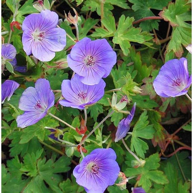Wiesen Storchschnabel Rozanne - großer Topf - Geranium pratense von Die Nr-01.de