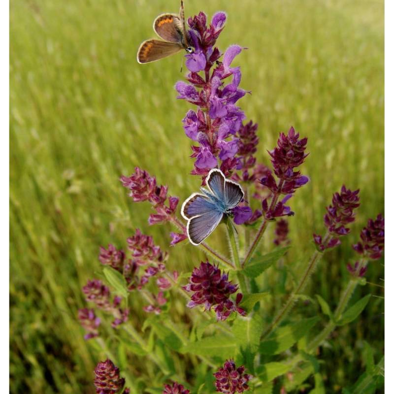 Wiesensalbei Pink Delight - Salvia pratensis von Die Nr-01.de
