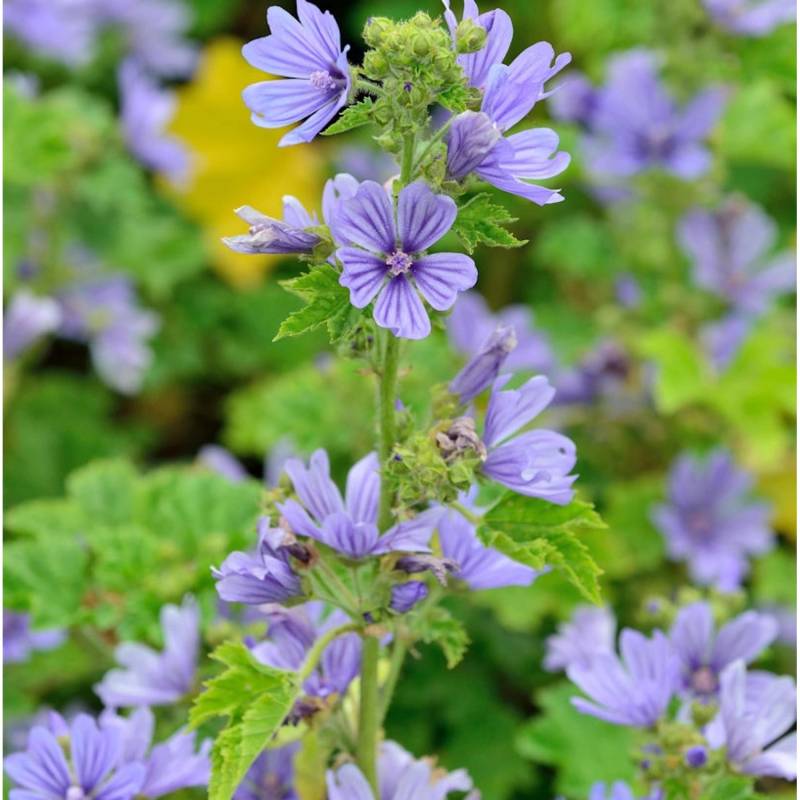 Wilde Malve Primley Blue - Malva sylvestris von Die Nr-01.de
