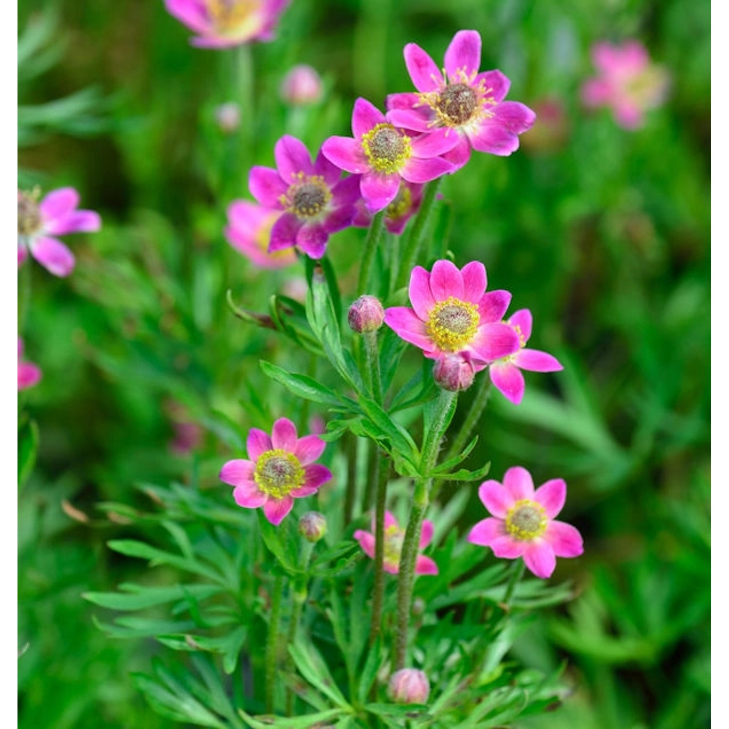 Windröschen Annabella Deep Rose - Anemone multifida von Die Nr-01.de