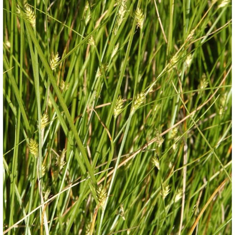 Winkel Segge - Carex remota von Die Nr-01.de