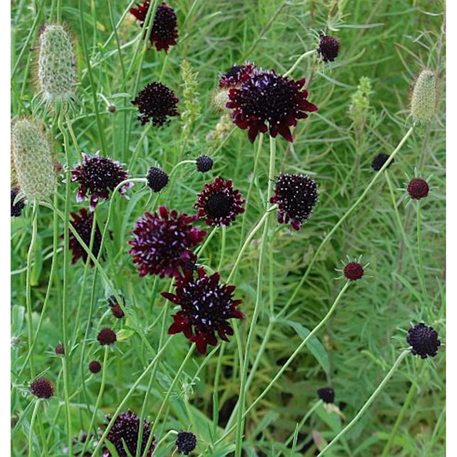 Witwenblume Chile Black - Scabiosa atropurpurea Witwenblume Chile Black - Scabiosa atropurpurea von Die Nr-01.de