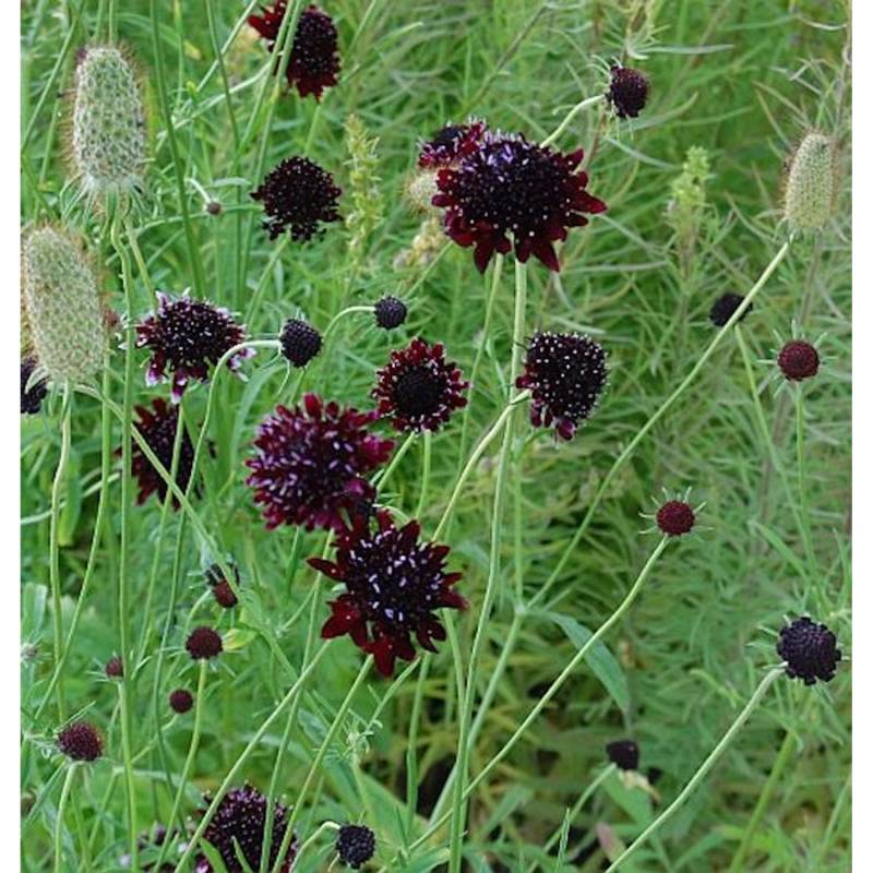 Witwenblume Chile Black - Scabiosa atropurpurea Witwenblume Chile Black - Scabiosa atropurpurea von Die Nr-01.de