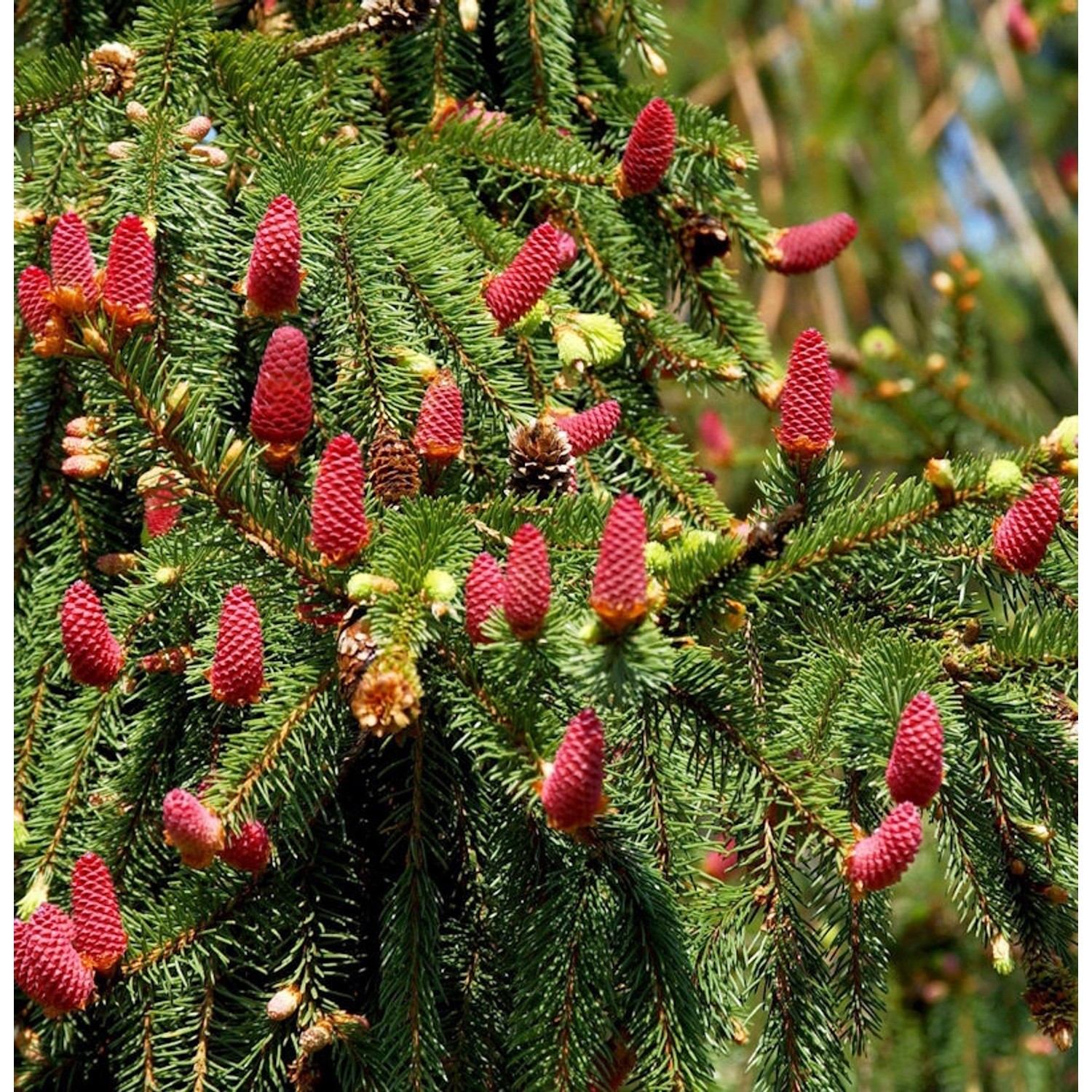 Zapfenfichte Acrocona 50-60cm - Picea abies von Die Nr-01.de