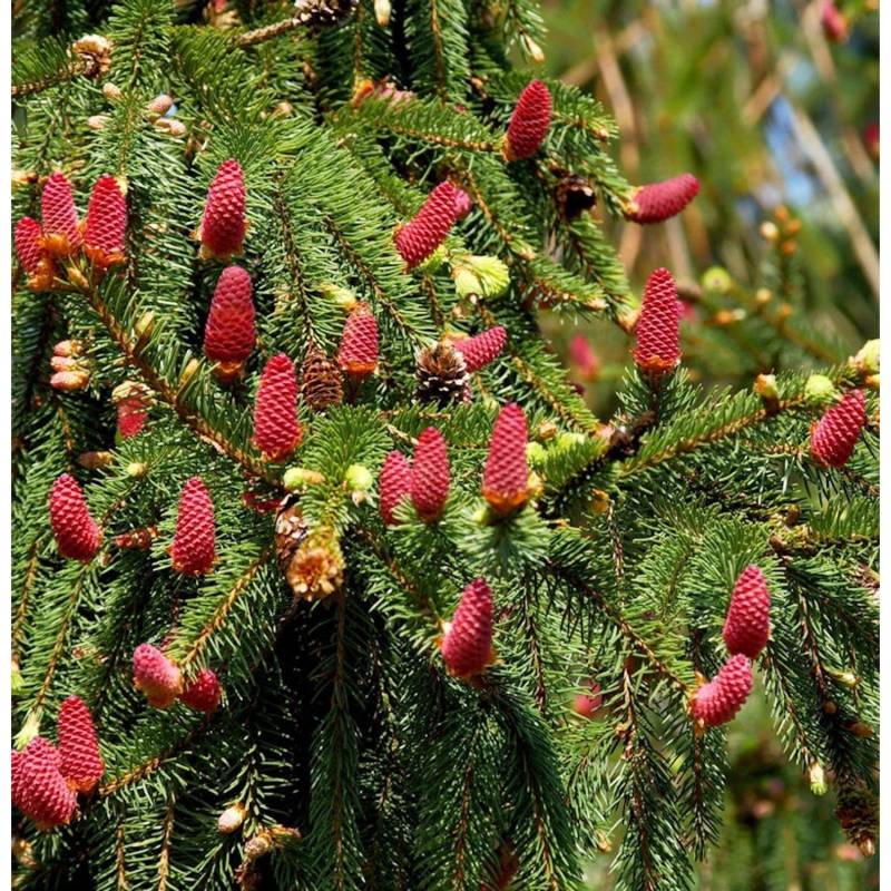 Zapfenfichte Acrocona 60-70cm - Picea abies von Die Nr-01.de