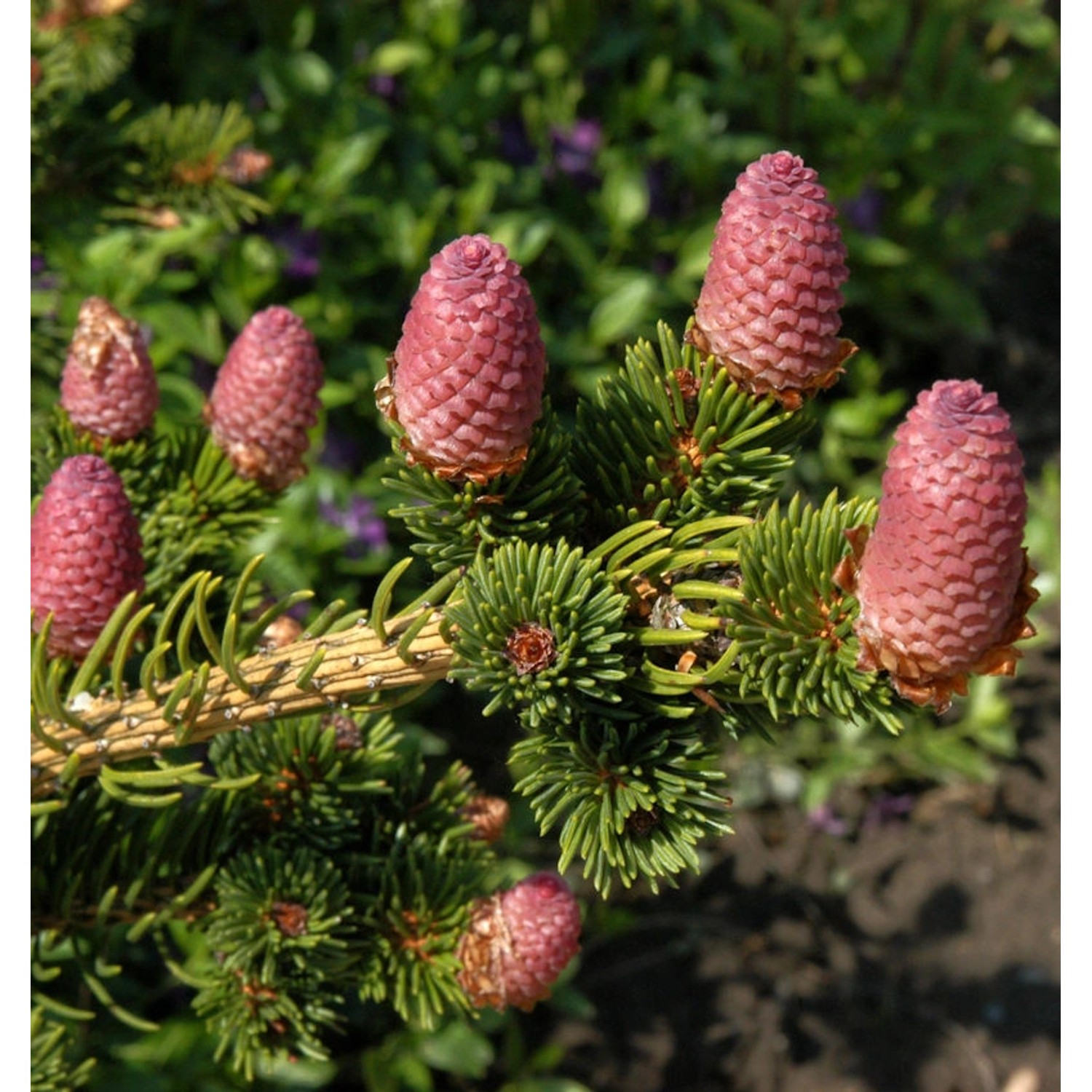 Zapfenfichte Lucky Strike 40-50cm - Picea pungens von Die Nr-01.de