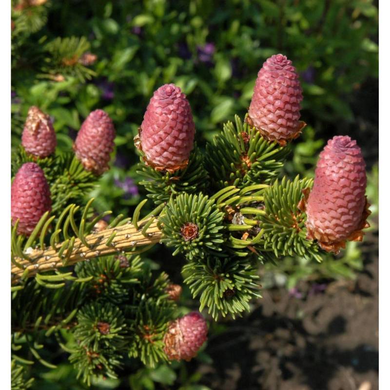 Zapfenfichte Lucky Strike 60-70cm - Picea pungens Zapfenfichte Lucky Strike 60-70cm - Picea pungens von Die Nr-01.de