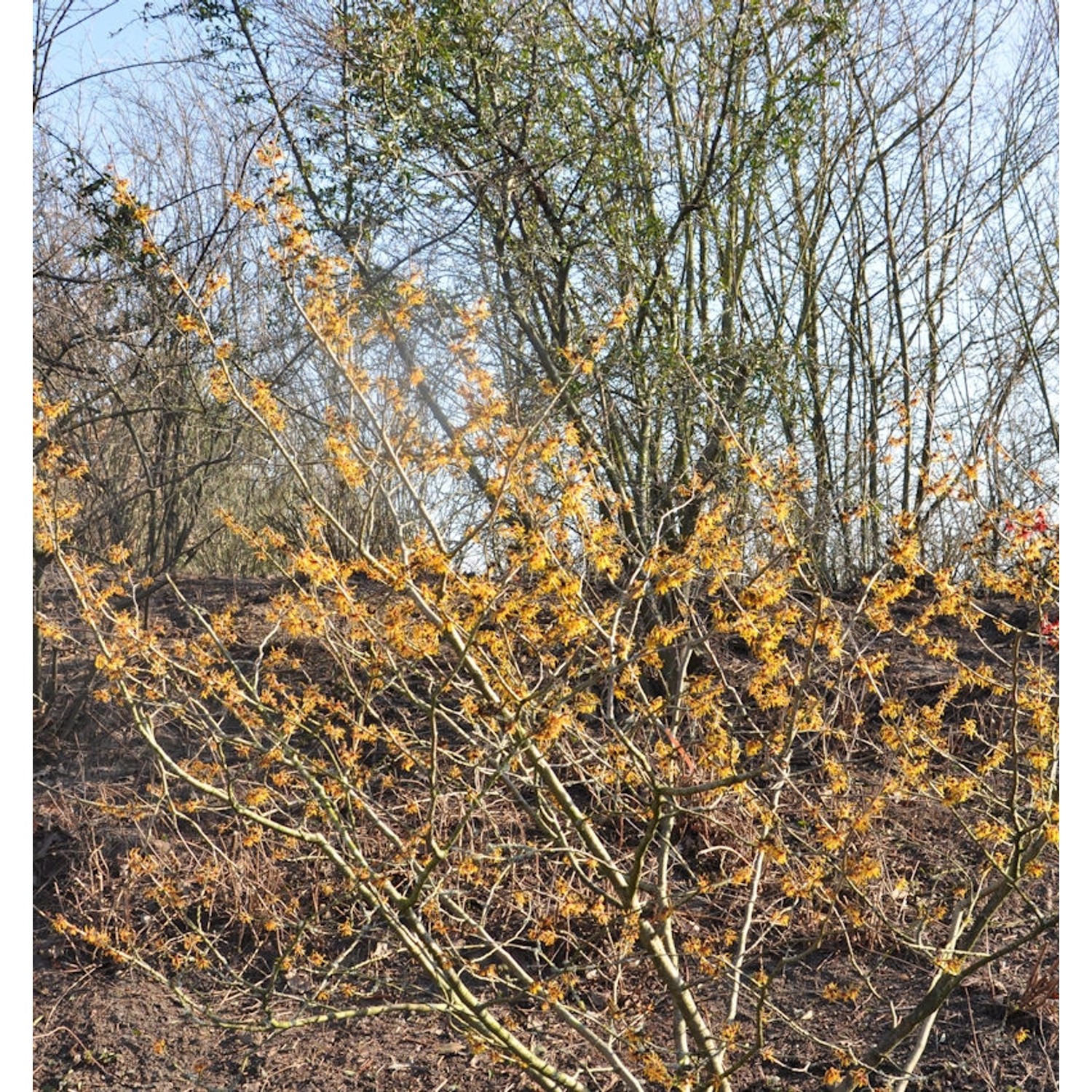 Zaubernuß Orange Beauty 80-100cm - Hamamelis intermedia Zaubernuß Orange Beauty 80-100cm - Hamamelis intermedia von Die Nr-01.de