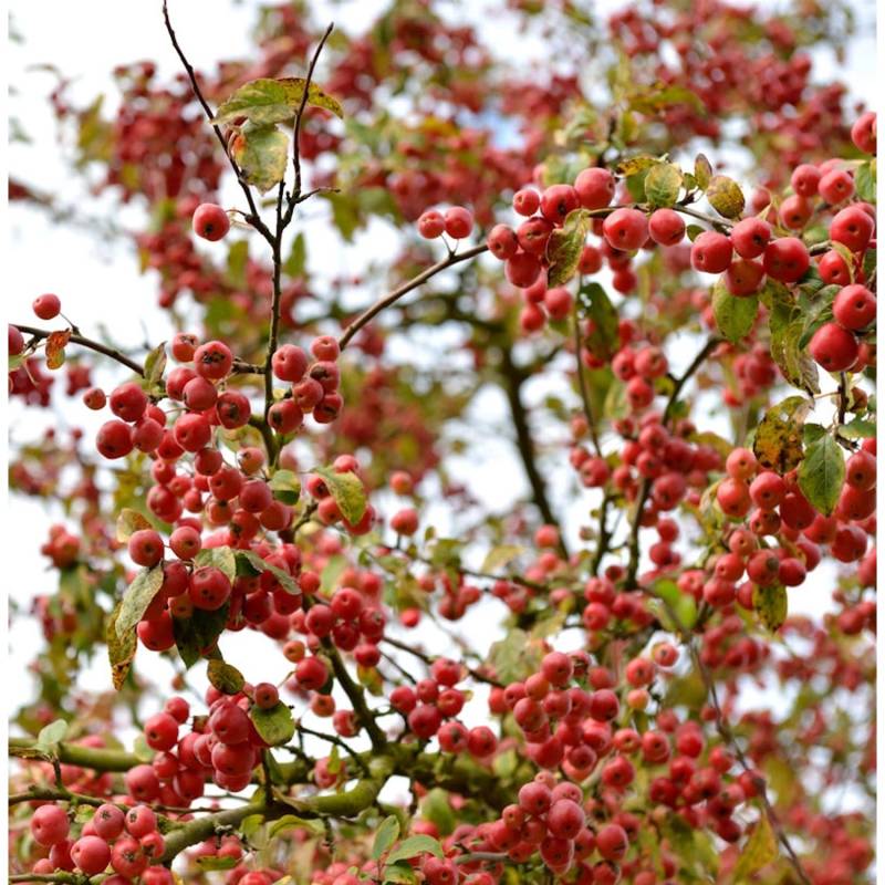 Zierapfel Red Jewel 60-80cm - Malus Hybride von Die Nr-01.de