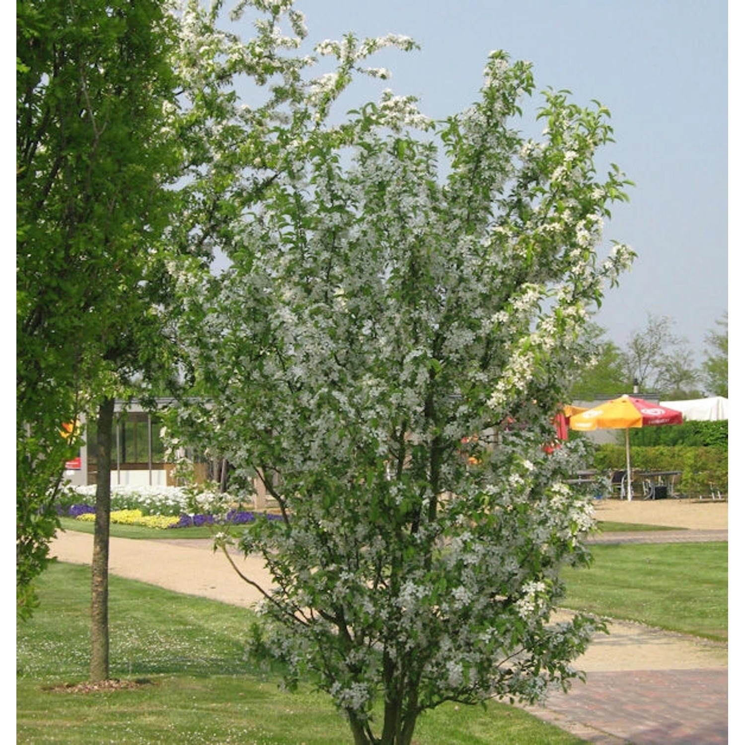 Zierapfel Red Obelisk 60-80cm - Malus Hybride Zierapfel Red Obelisk 60-80cm - Malus Hybride von Die Nr-01.de