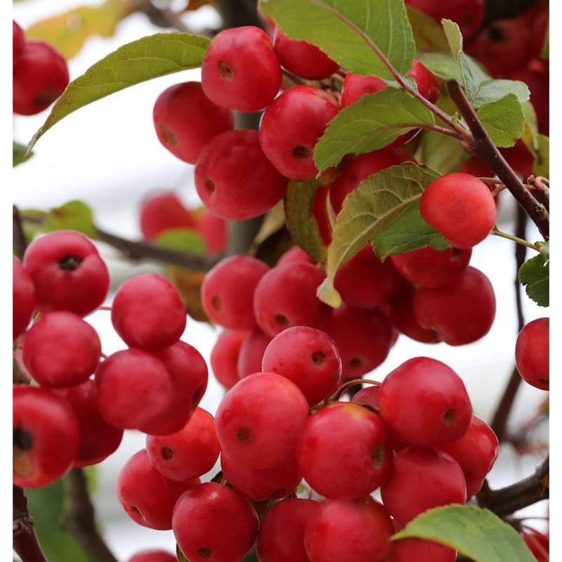 Zierapfel Red Sentinel 60-80cm - Malus Hybride von Die Nr-01.de
