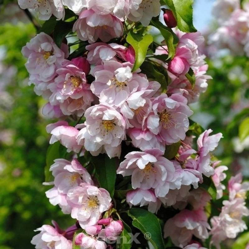Zierapfel Van Eseltine 100-125cm - Malus Hybride von Die Nr-01.de