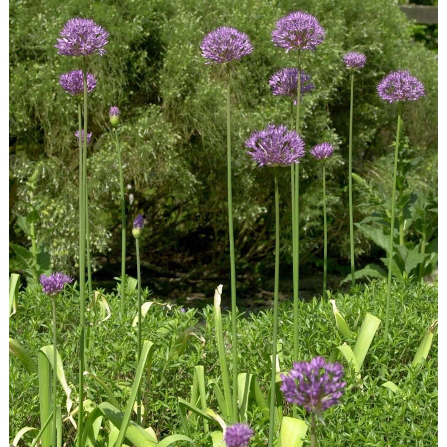 Zierlauch Purple Rain - Allium aflatunense von Die Nr-01.de