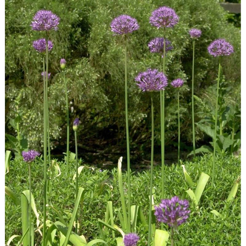 Zierlauch Purple Rain - Allium aflatunense von Die Nr-01.de