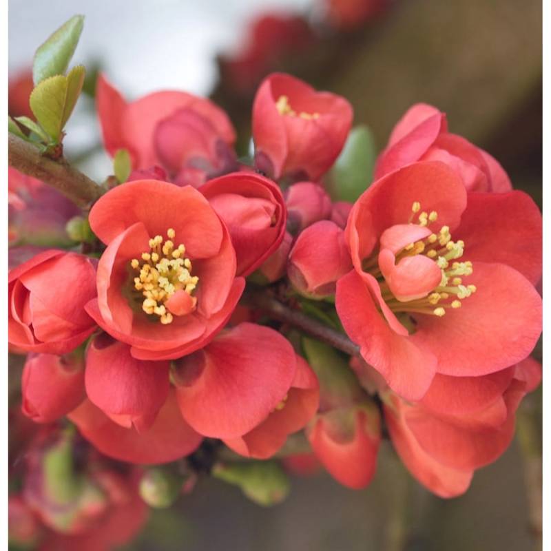 Zierquitte Cido Red 40-60cm - Chaenomeles Zierquitte Cido Red 40-60cm - Chaenomeles von Die Nr-01.de
