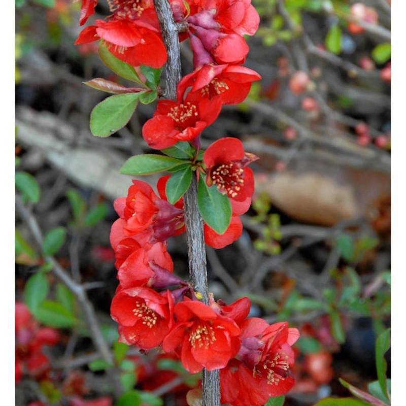 Zierquitte Nicoline 40-60cm - Chaenomeles von Die Nr-01.de