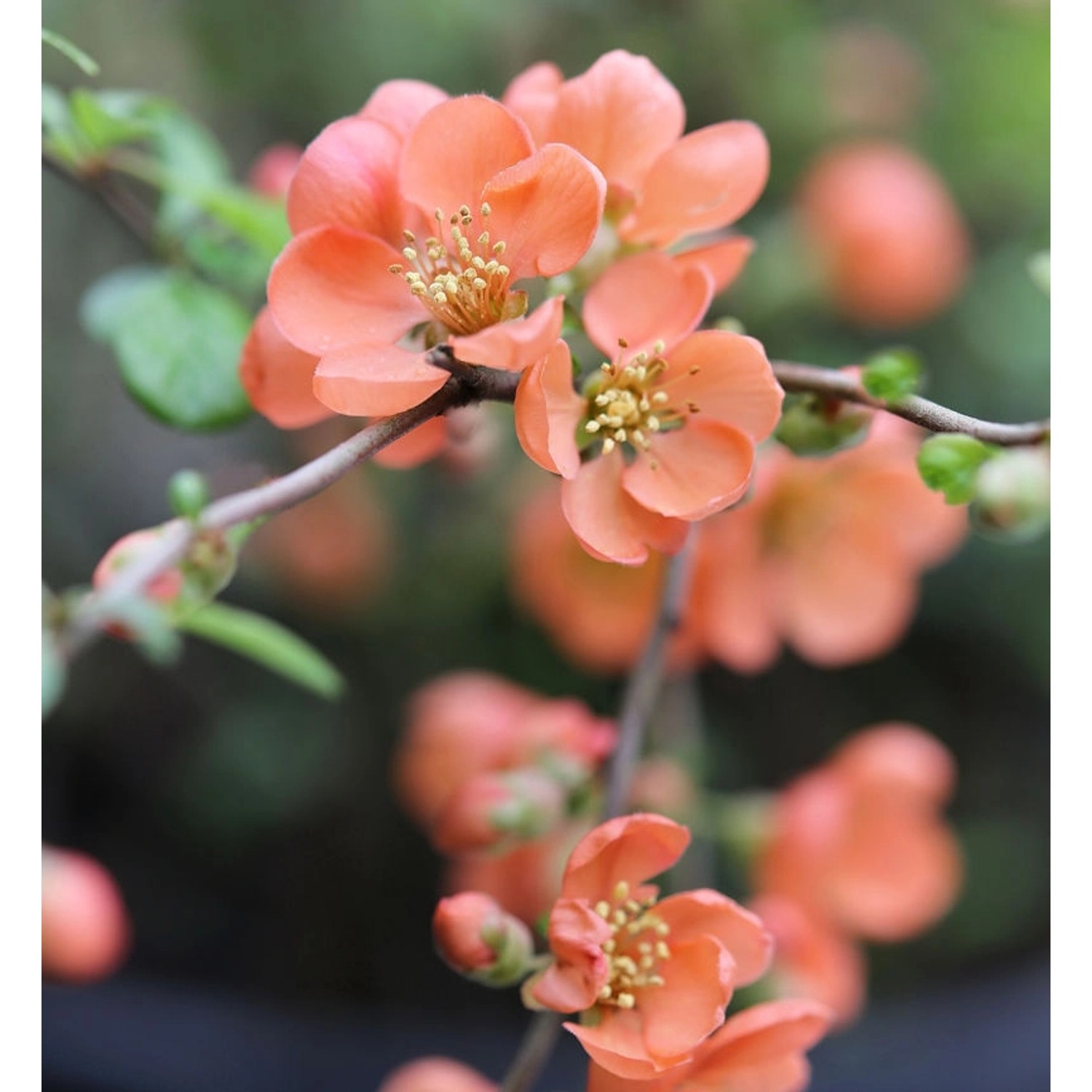 Zierquitte Orange Trail 80-100cm - Chaenomeles Zierquitte Orange Trail 80-100cm - Chaenomeles von Die Nr-01.de