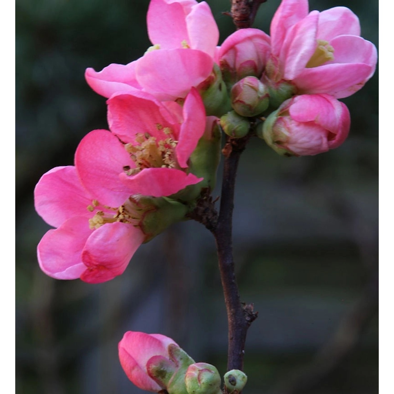 Zierquitte Pink Lady 40-60cm - Chaenomeles Zierquitte Pink Lady 40-60cm - Chaenomeles von Die Nr-01.de