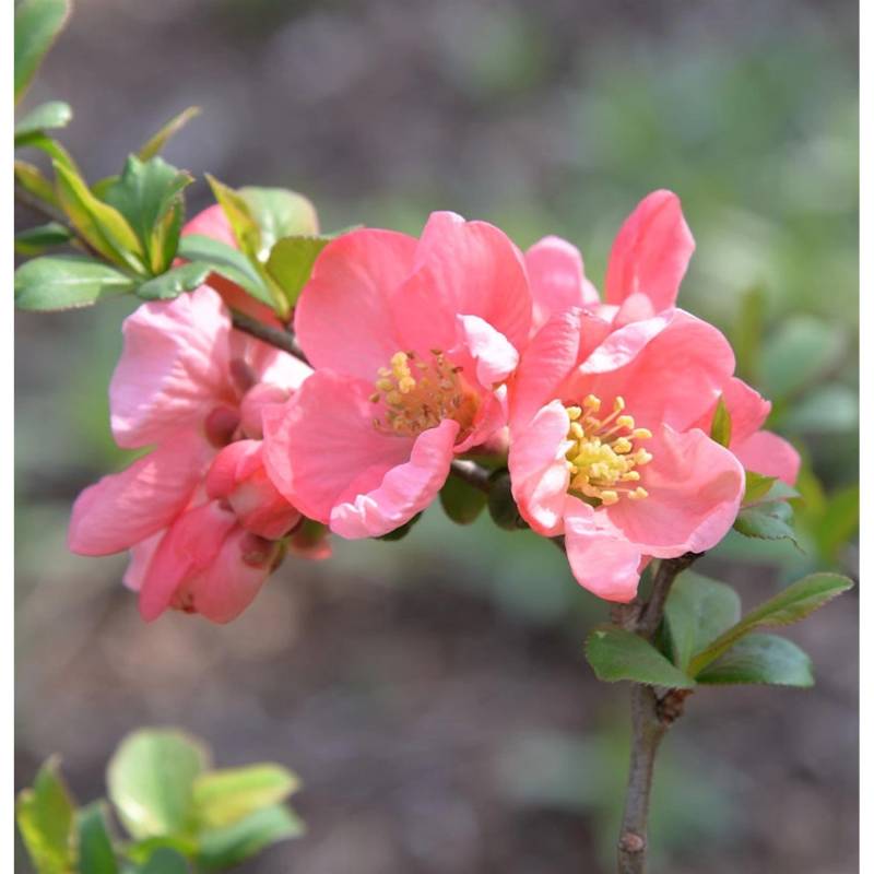 Zierquitte Pink Trail 40-60cm - Chaenomeles von Die Nr-01.de