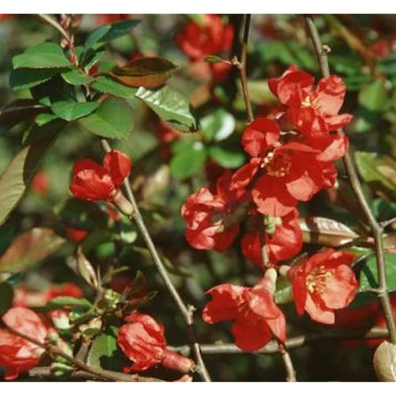Zierquitte Red Trail 40-60cm - Chaenomeles von Die Nr-01.de