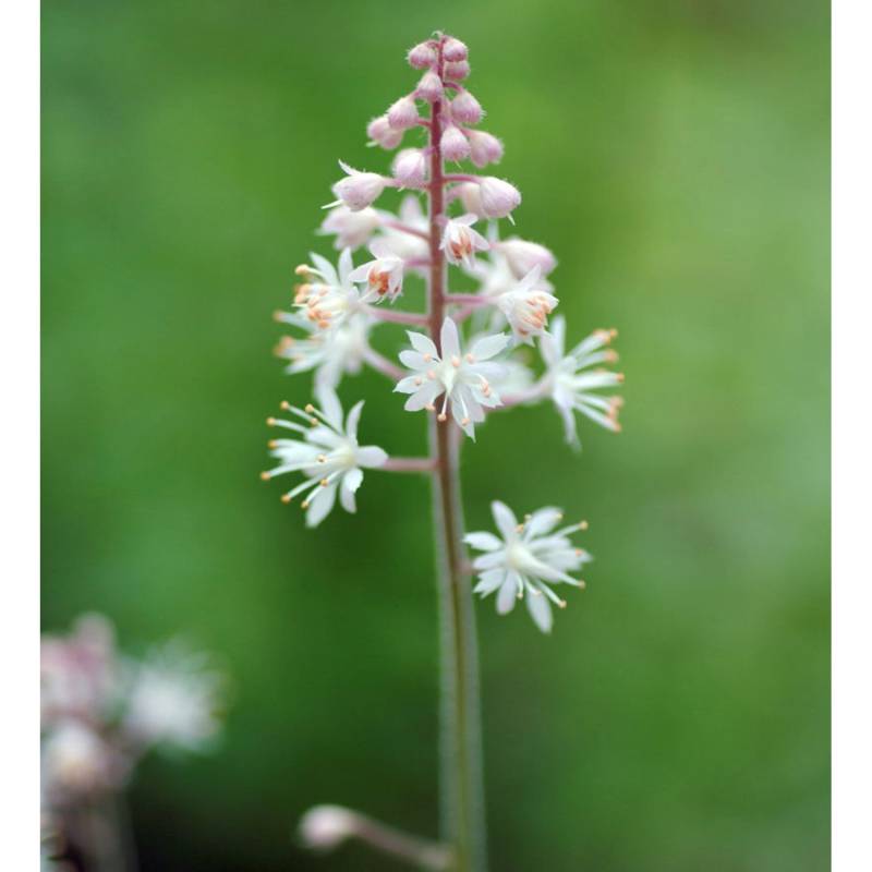 Zipfelblättrige Garten Schaumblüte Pink Skyrocket - Tiarella laciniata von Die Nr-01.de