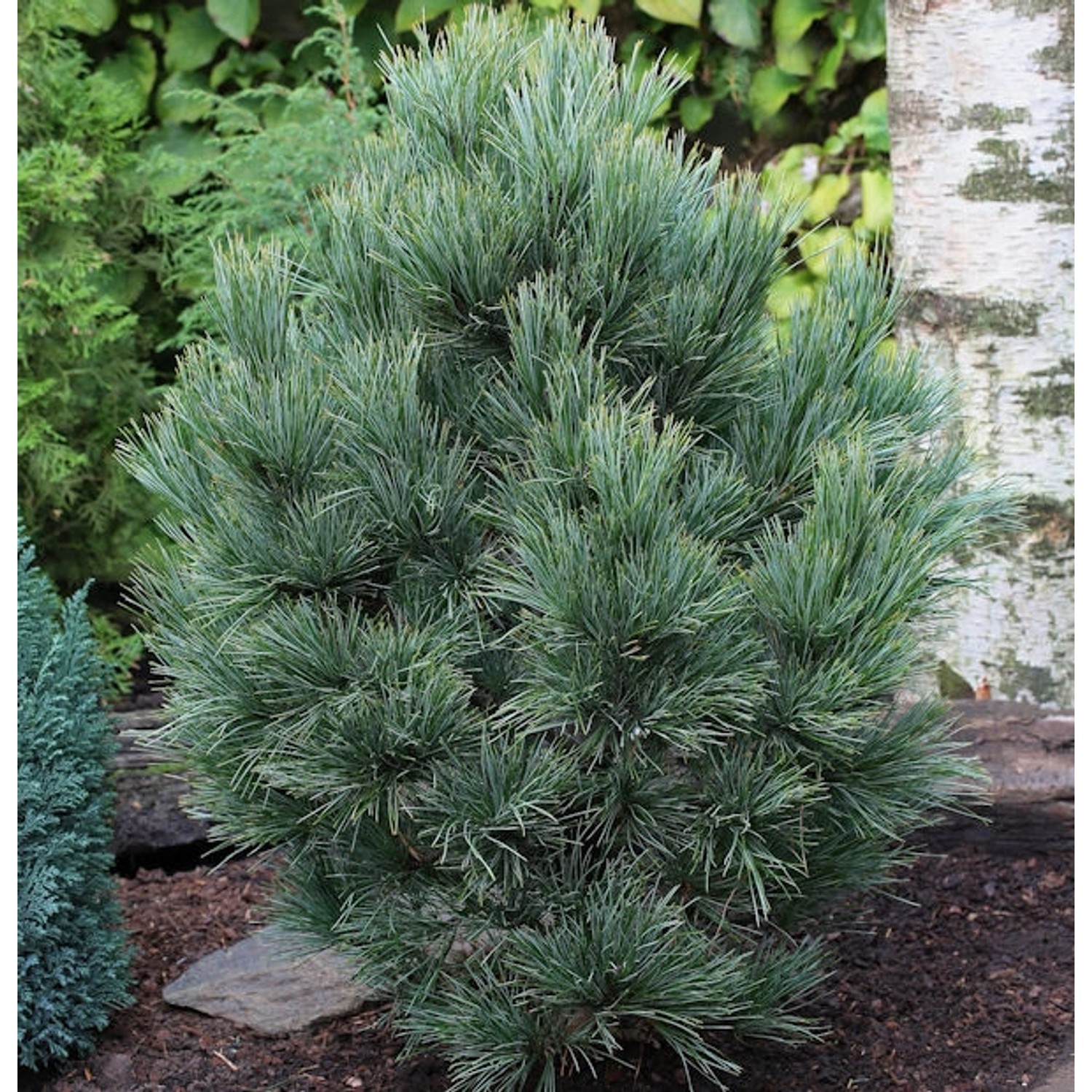 Zirbelkiefer 80-100cm - Pinus cembra von Die Nr-01.de