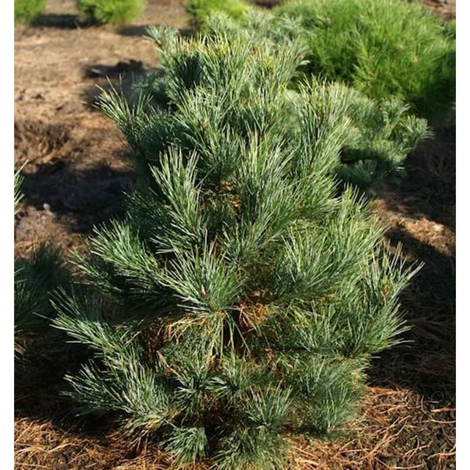 Zirbelkiefer Westerstede 80-100cm - Pinus cembra Zirbelkiefer Westerstede 80-100cm - Pinus cembra von Die Nr-01.de