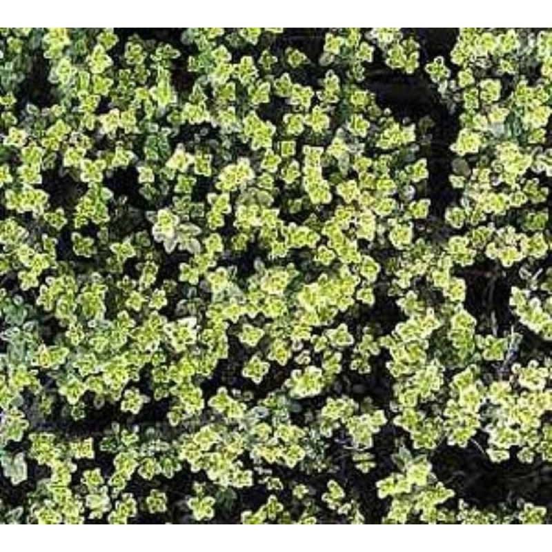 Zitronenthymian Silver Queen - Thymus citriodorus von Die Nr-01.de