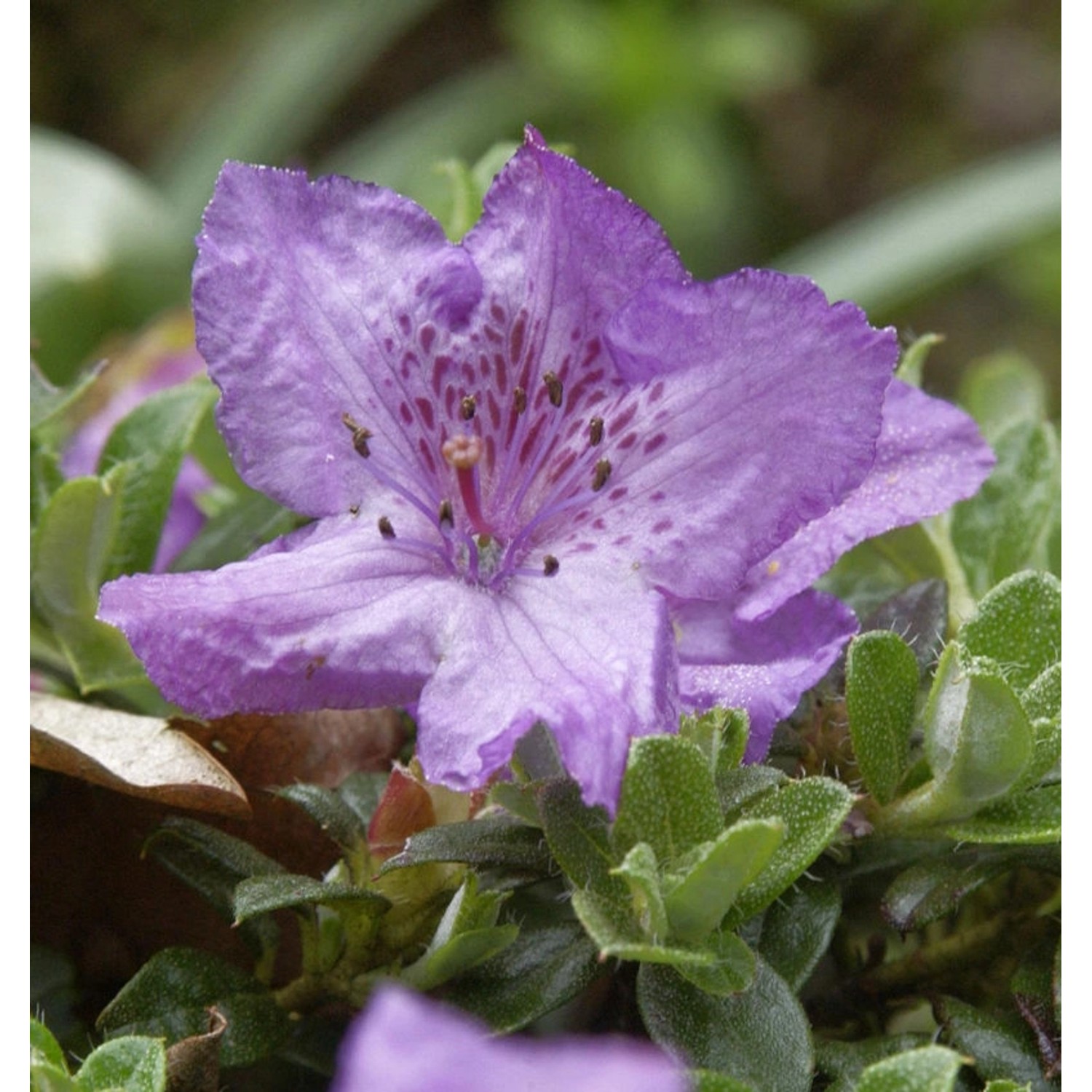 Zwerg Alpenrose 10-15cm - Rhododendron keleticum Zwerg Alpenrose 10-15cm - Rhododendron keleticum von Die Nr-01.de