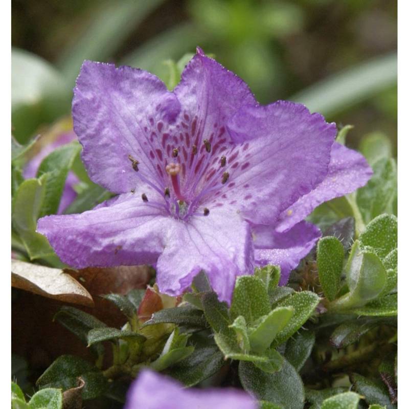 Zwerg Alpenrose 10-15cm - Rhododendron keleticum von Die Nr-01.de
