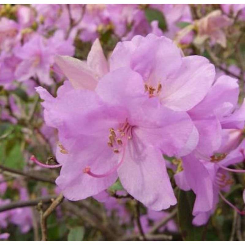 Zwerg Alpenrose Robert Seleger 15-20cm - Rhododendron keleticum Zwerg Alpenrose Robert Seleger 15-20cm - Rhododendron keleticum von Die Nr-01.de